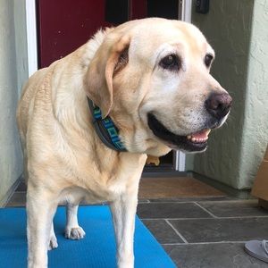 Meet your Posher, Glynnis